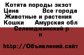 Котята породы экзот › Цена ­ 7 000 - Все города Животные и растения » Кошки   . Амурская обл.,Селемджинский р-н